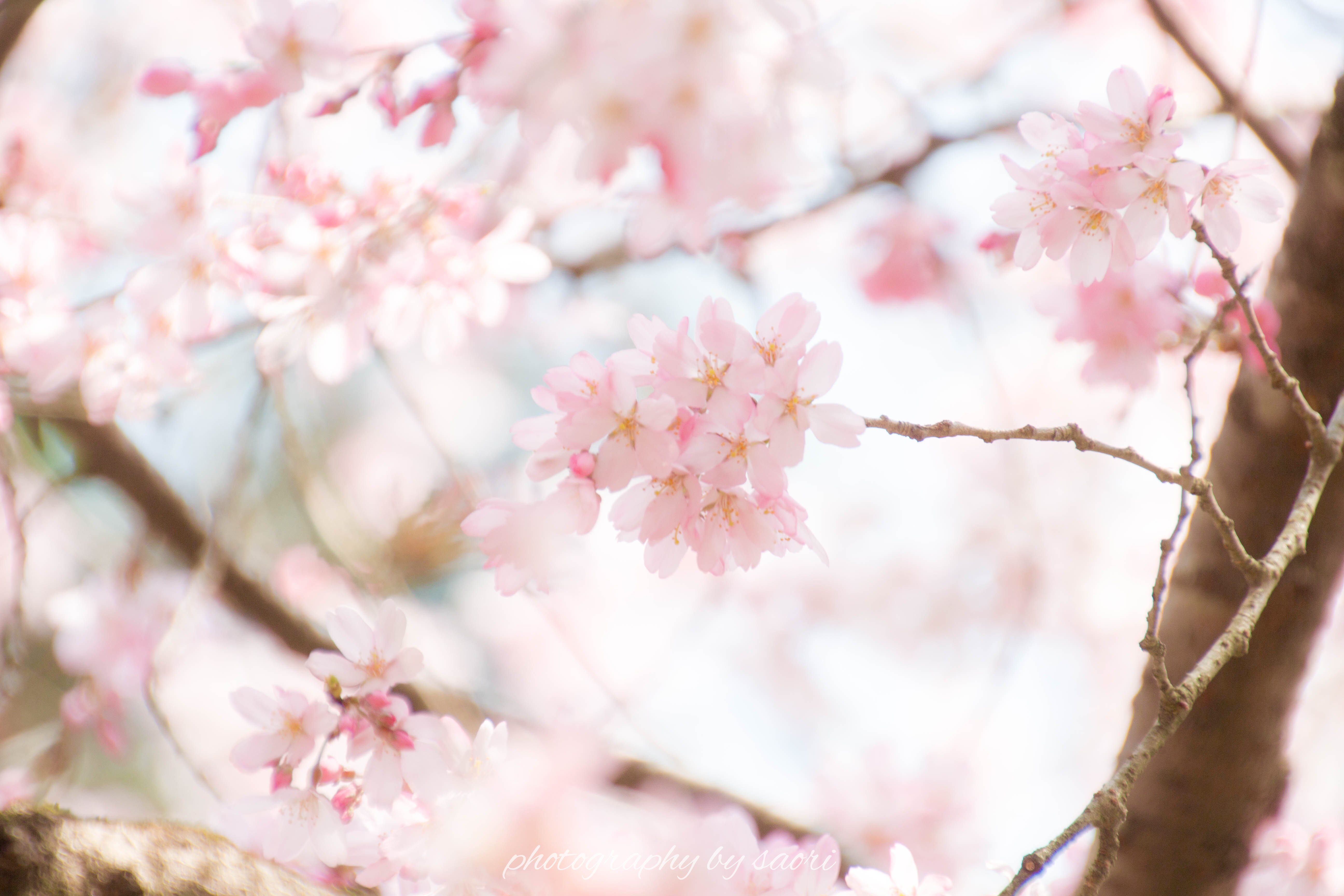 すべては必然〜京都の桜を愛でる旅①