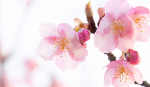 早春の足音～鎌倉・鶴岡八幡宮の早咲きの桜